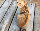 Leather Cat Harness  Harness  escape Proof  Leash Trainer For Cats Collar