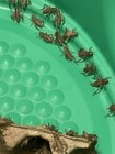 Live Crickets 10 Ct Medium  1 2   Reptile Food