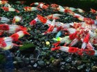 20 2  Red Rili - Freshwater Neocaridina Aquarium Shrimp  Live Guarantee