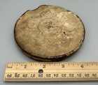 18th Century   Large Royal Or Us Wax Great Seal Lion s Coat Of Arms   No Skippet