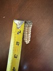 Real Rattlesnake Rattle Natural Snake Tail Taxidermy Craft Specimen