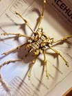 Alien Face Hugger Xenomorph Parasite Specimen Card 3d Print Neca Mcfarlane Statu