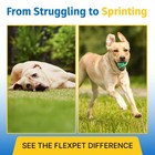 Dog Cat Hip Joint Supplement 180 Soft Chews Glucosamine Msm Flexpet Dogs Cats
