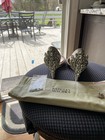 Badgley Mischka Beige Open Toe Bridal Shoes With Embellished Heels