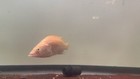 Rare Chinese Yellow Perch 5 5-6 Inch
