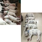 Puppy Id Collars Puppy Identification Collar Dog Collar Whelping Collars