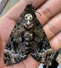 Gothic Art Decor Real Death Head Moth Framed Taxidermy Insect Gallery Collection