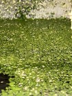 Buy 2 Get 1 Free  Duckweed Lemna Minor - Natural Aquarium pond Plant 