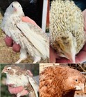75 Coturnix Quail Hatching Eggs W rare Colors Npip Mix   Silver  Black  Range   