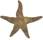 Natural Dried Ocean Starfish Specimen Collectible 11 5 Inch Huge Golden Colored