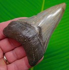 3 77    Megalodon Shark Tooth Real Fossil Sharks Teeth  No Restorations