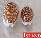 Cypraea Cribraria  1  38 0mm Gigantic Ultra  Beauty From The Philippines