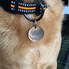 Custom Dog Pet Tag   Personalized Id   Cat Charm   Tag Engraved Personalized