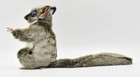Hansa Sugar Glider Plush 22cm Realistic Stuffed Animal Toy  Bh7482