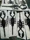 Huge Scorpion Heterometrus Laoticus