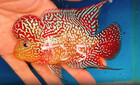 Exotic Flowerhorn Kamfa F3 Vibrant Color   Unique Shape   Live Fish  25