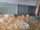 Button Quail Hatching Eggs 12  Variety Of Colors