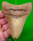 Megalodon Shark Tooth 4 40    Real Fossil -   Big Xl Sharks Teeth - No Restoration