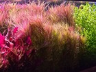 Pogostemon Stellatus Dassen - Live Aquatic Freshwater Plants - Stem Plants
