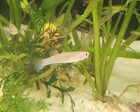 Aphyosemion Striatum Killifish Pair 