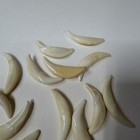 Lot Of 20 Assorted Coyote Fangs Teeth Goth Odd Craft Real Taxidermy Cleaned 4090