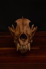 Dire Wolf - Life Sized Replica - High Quality Piece - Free Delivery World Wide 