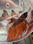 Crown Tail Male Betta Live Fish Orange