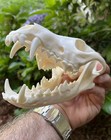 Large Beetle Cleaned Coyote Skull Animal Mammal Skull Taxidermy Has All Teeth