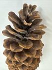 Sugar Pine Cone Vintage Natural Giant California Golden Pinecone 12  Craft Decor