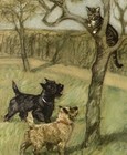 1947 Antique Cairn Terrier Print Scottish Terrier Print Vernon Stokes Art 7086d