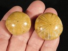 Two  Small Polished 150 Million Year Old  Sand Dollar Fossil Madagascar 32 9gr