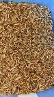 1000 Live Mealworms - Free Shipping   Grown Organic In Oklahoma  Leopard Gecko