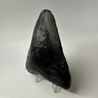 Megalodon Shark Tooth 4 21 Inch - Black - Natural Fossil - Real Teeth 19981