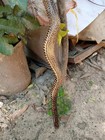 Cobra Snake Design Wooden Walking Stick Carved For Men Women Walking Cane V30