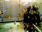 3 1 Free  Tank Raised Full Coverage Koi Angelfish  Quarter Size