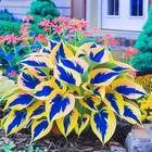      160  Hosta Seeds     Perennial Outdoor Shade Garden Planting Seeds     Ornamental