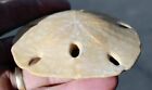 Polished Fossil Sand Dollar     Mellitella Californicus     3 5  Diameter