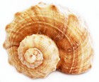 One Large Rapana Whelk Shell 3   Beach Wedding Crafts Decor Hermit