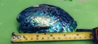 Abalone Shell From New Zealand Known As Paua