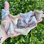 30 Shark Teeth Fossil Partials Bulk Lot- Summerville Sc - Megalodon Angustidens