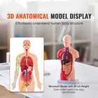 Anatomical Human Torso Body Model Anatomy Internal Organ 11  15 Parts