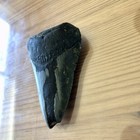 Megalodon Shark Tooth Fossil Teeth Kids Gift Nc Sharks Rare Prehistoric 2 9        