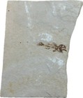 1 7 Inch Amphiplaga Brachyptera Fish Fossil - Green River Formation