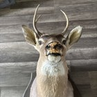 5 Point White Tail Deer Mount Taxidermy Buck Head Wall Mount -nice