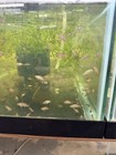 One Pair Of Scarlet Badis Badis Male And Female 