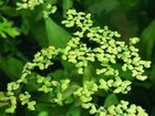 Live Duckweed   Natural Aquarium fish Tank frog Pond Plant   Fast Growing