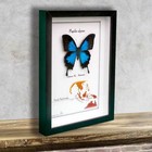 Papilio Ulysses Ulysses-real Mounted Butterfly In Frame