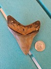 Megalodon Shark Tooth - 3 57   - Real Fossil - No Restorations  Good Serrations 