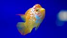 King Kamfa Flowerhorn Golden Base Gb Yellow Tone Super Vip High Quality Big Kok