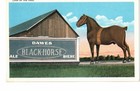 Dawes Black-horse Ale biere Beer Advertising Postcard - Rouses Point  Ny   